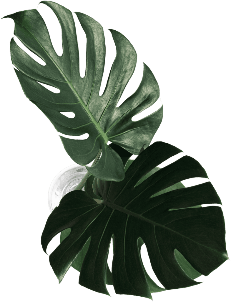 home-two-leaf