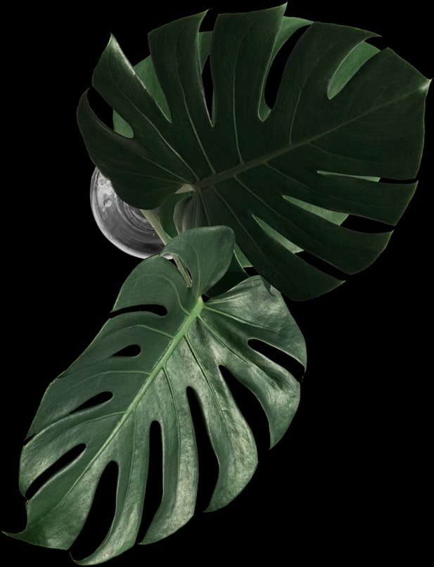 leafLeftImg