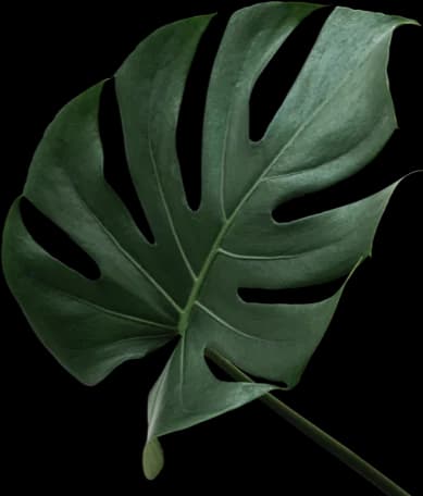 left-tree
