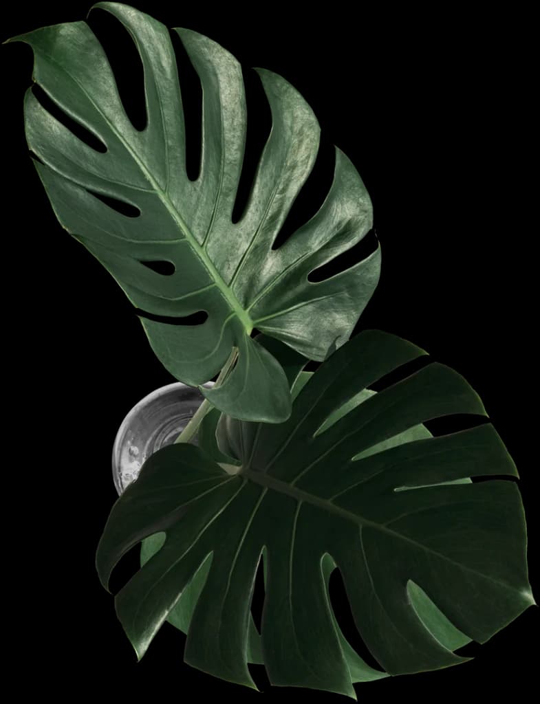 home-two-leaf